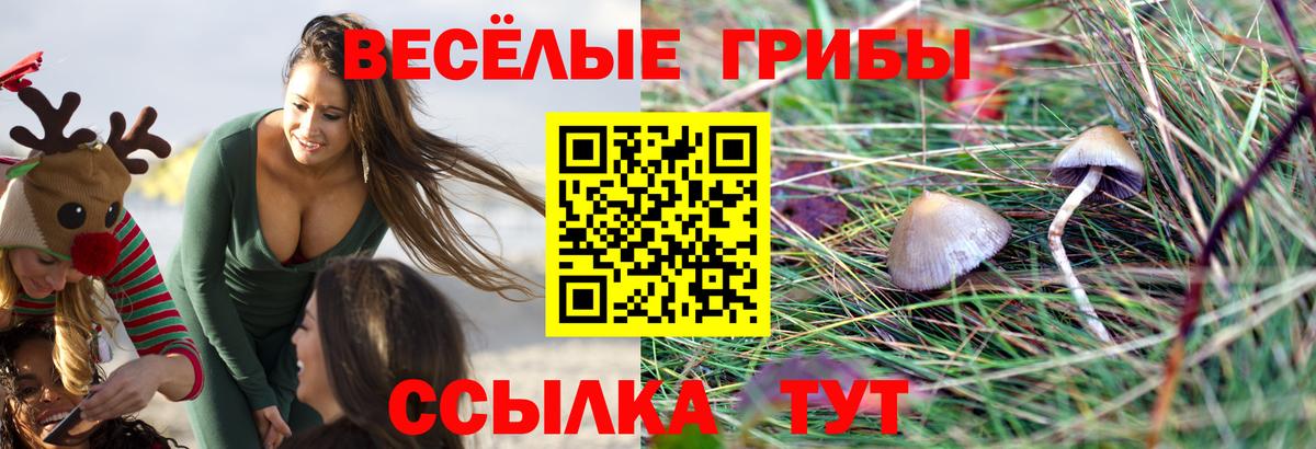 Галлюциногенные грибы Psilocybe Губкинский